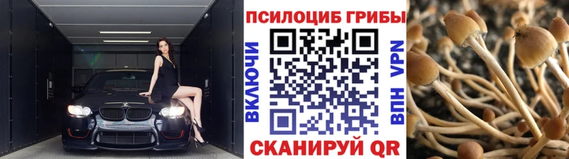 Псилоцибиновые грибы Psilocybine cubensis  купить закладку  Кочубеевское 